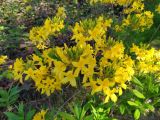 Rhododendron luteum