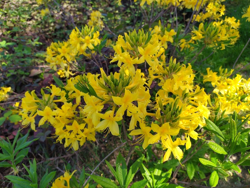 Image of Rhododendron luteum specimen.