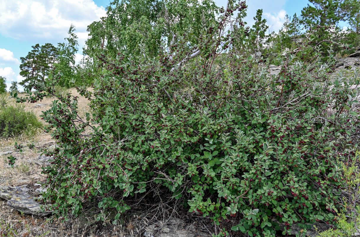 Изображение особи Cotoneaster melanocarpus.