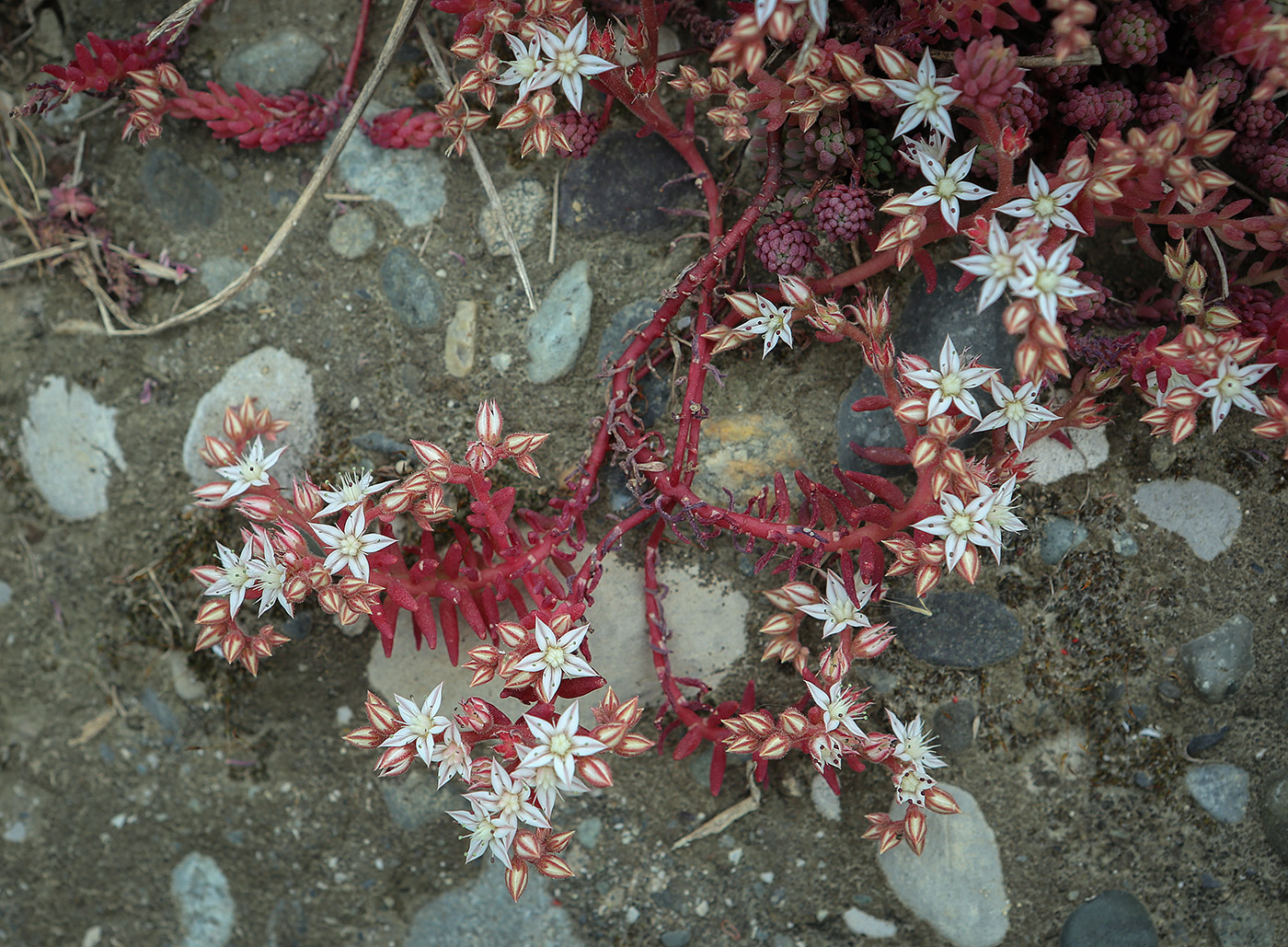 Image of Sedum pallidum specimen.