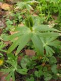 Eranthis hyemalis