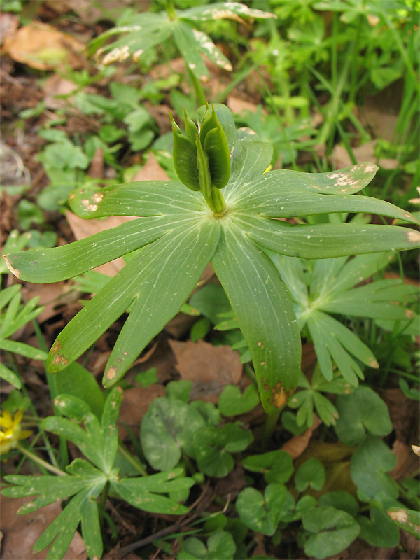 Image of Eranthis hyemalis specimen.