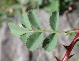 Rosa platyacantha