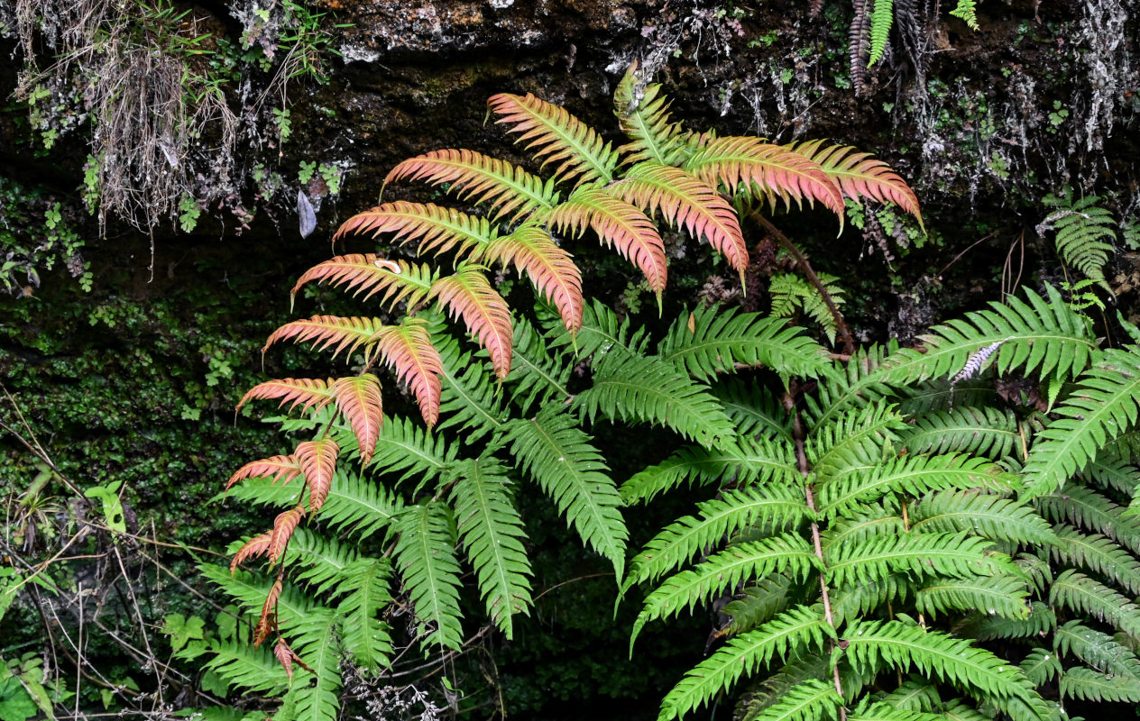 Image of Woodwardia unigemmata specimen.