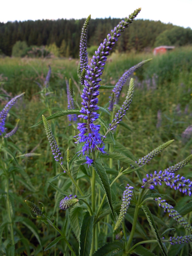 Изображение особи Veronica longifolia.