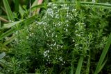 Galium rivale