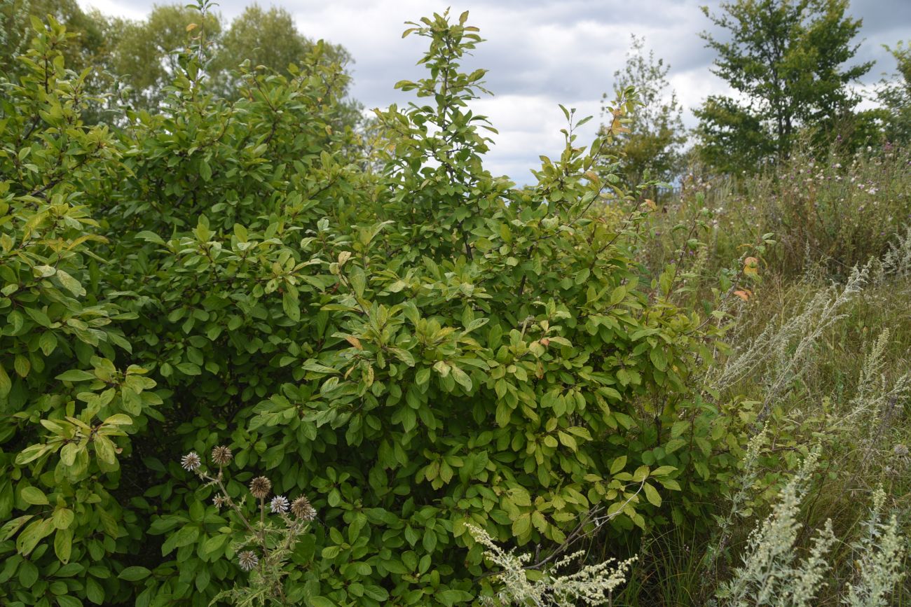Изображение особи род Prunus.