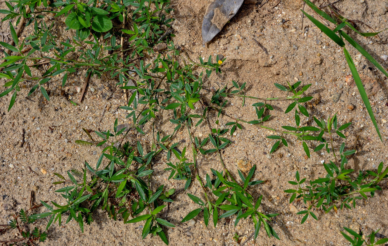 Image of Stylosanthes hamata specimen.