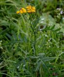 Tanacetum vulgare