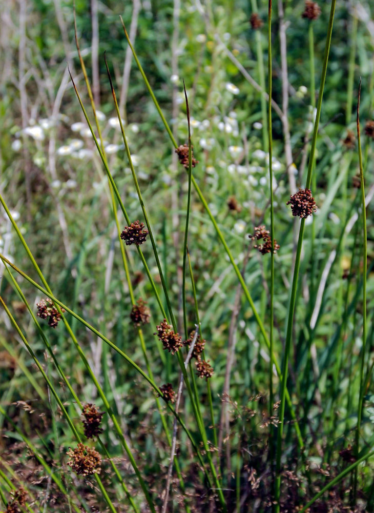 Image of Juncus conglomeratus specimen.