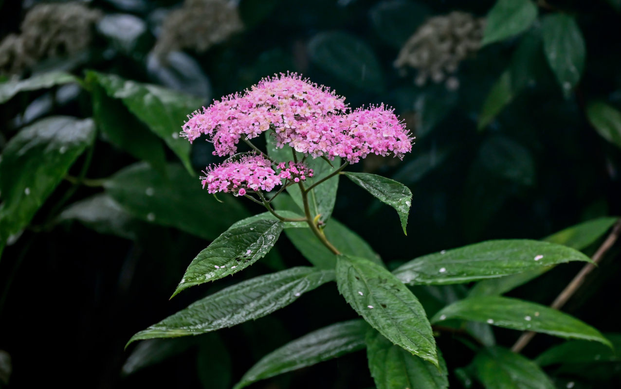 Изображение особи Spiraea japonica.