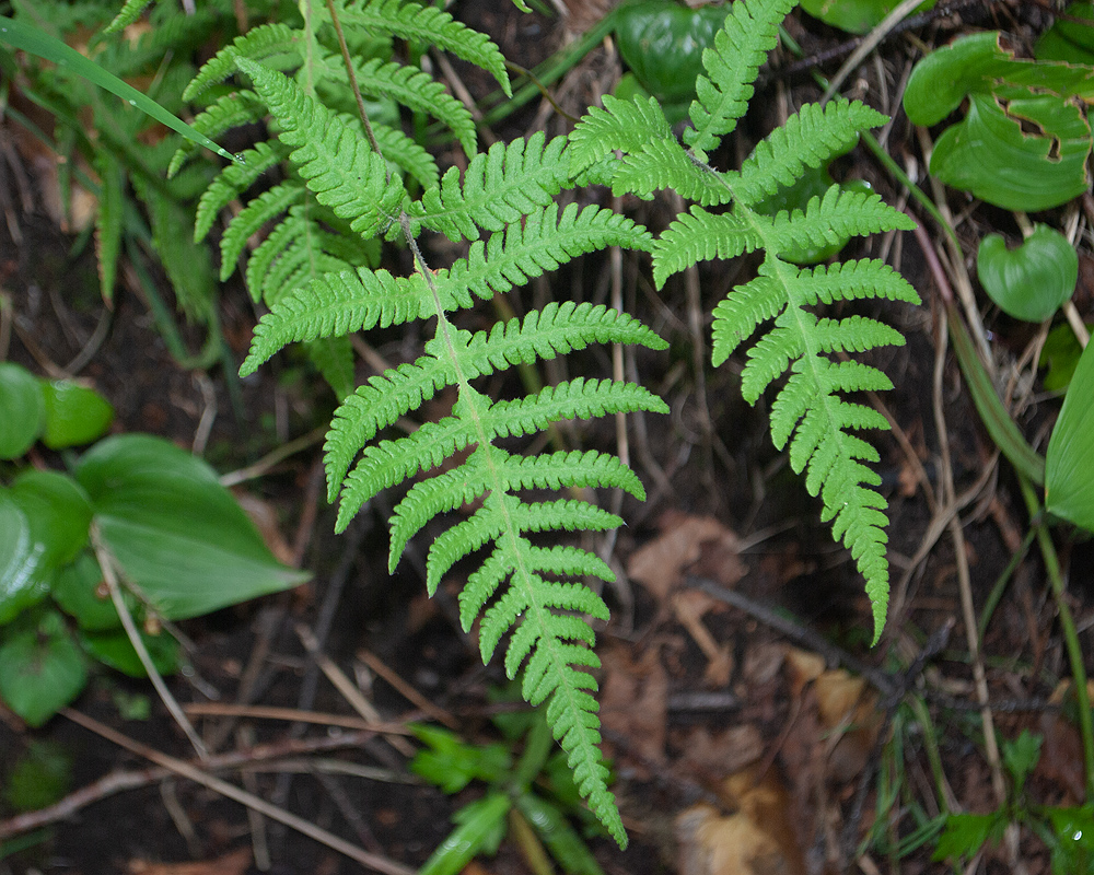 Image of Phegopteris connectilis specimen.