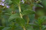 род Thymus