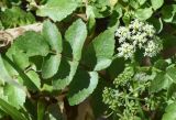 Apium nodiflorum