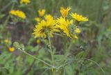Sonchus tenerrimus