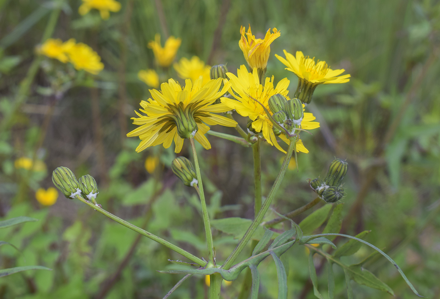 Изображение особи Sonchus tenerrimus.