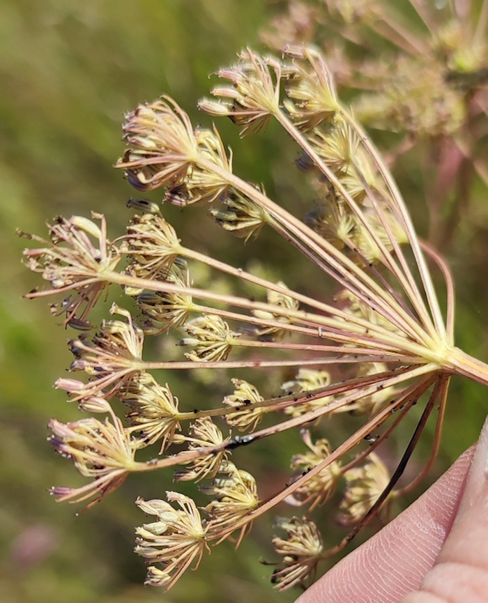 Image of Seseli strictum specimen.
