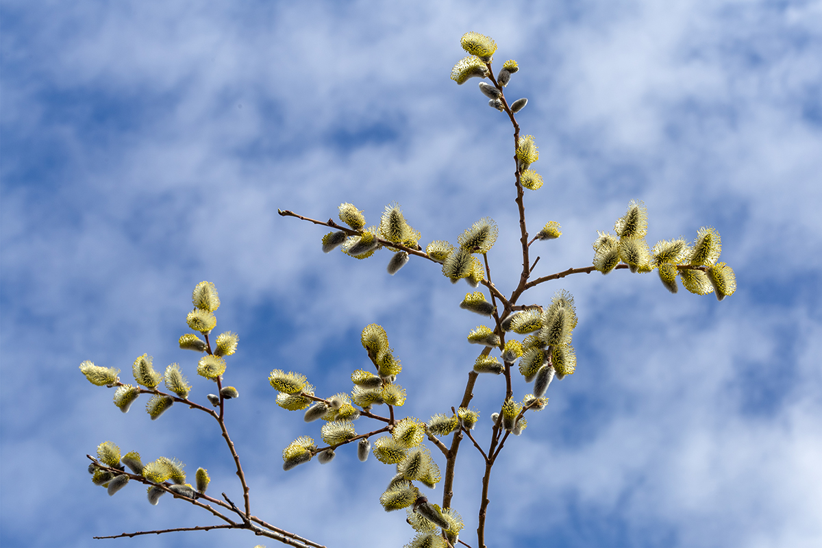 Image of Salix caprea specimen.