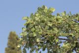 genus Quercus. Верхушка ветви. Крым, городской округ Ялта, окр. пгт Санаторное (Меллас), заброшенный парк. 09.06.2025.