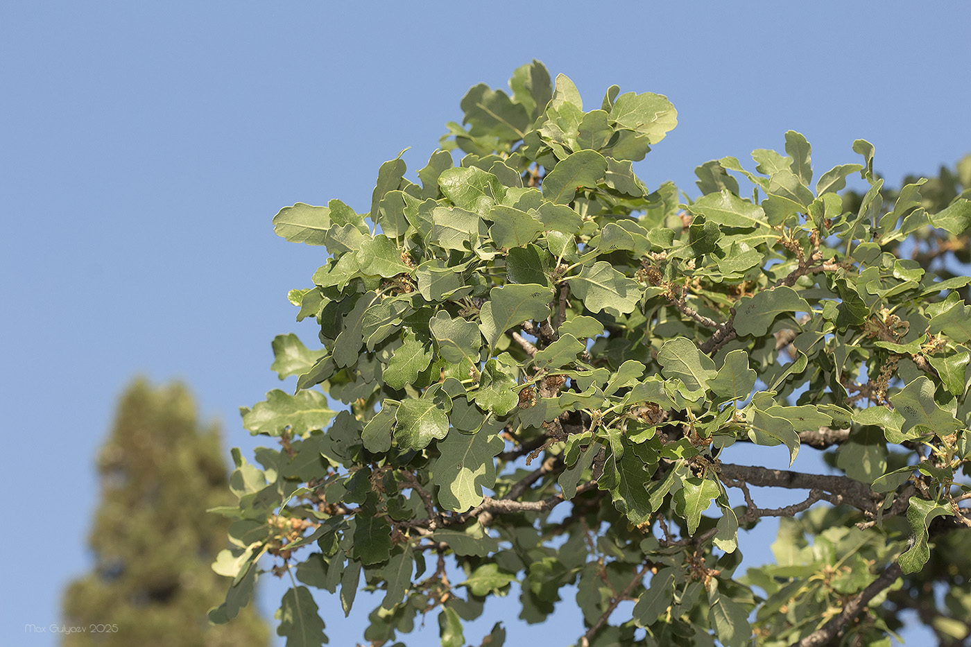 Image of genus Quercus specimen.