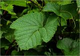 genus Vitis. Лист (сорт 'Неретинский'). Московская обл., Раменский р-н, окр. дер. Хрипань, садовый участок. 15.06.2025.
