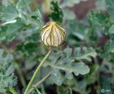 Hibiscus trionum