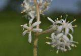 Smilacina hirta