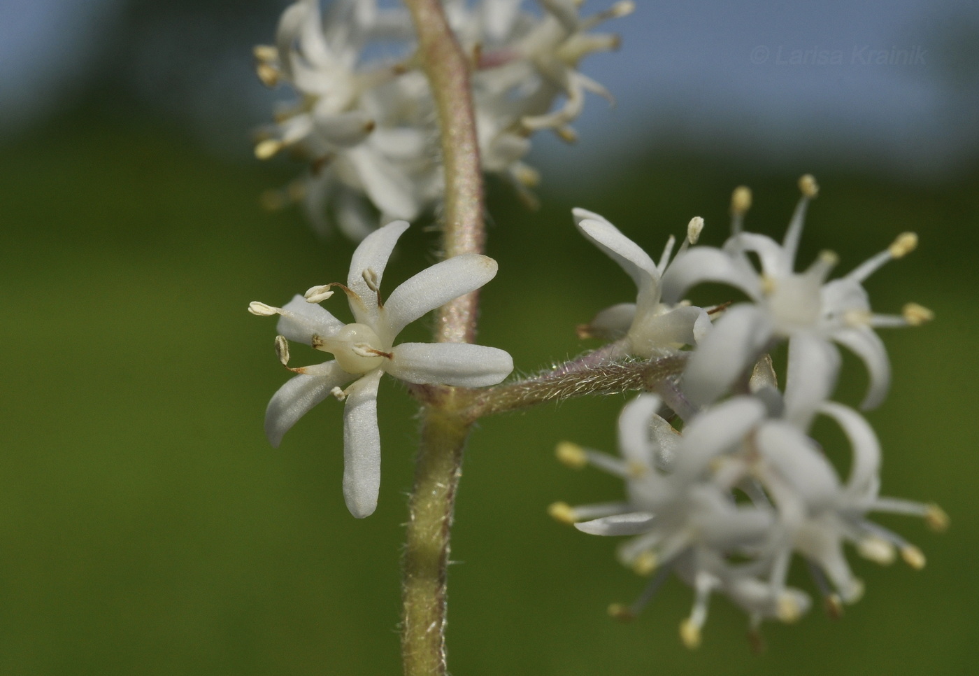 Image of Smilacina hirta specimen.