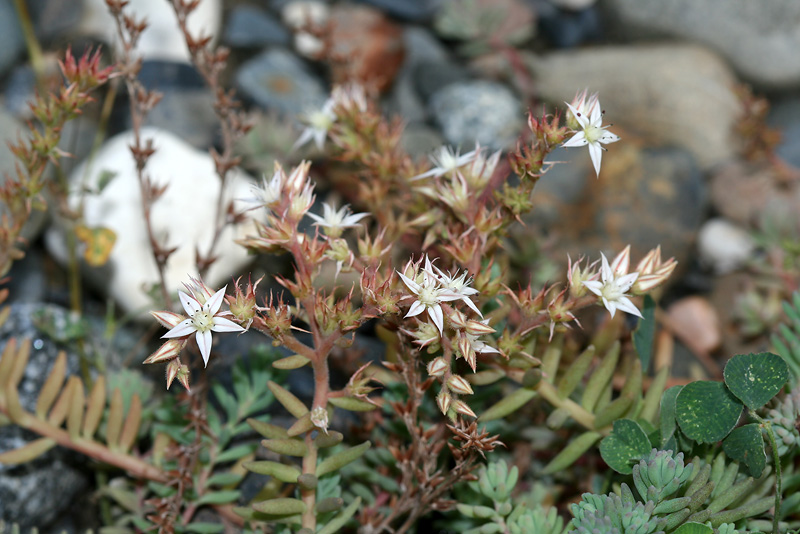 Изображение особи Sedum pallidum.