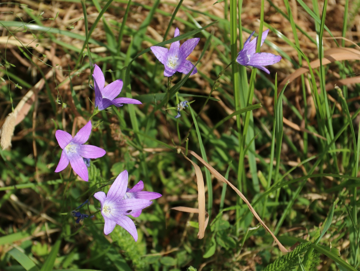 Изображение особи Campanula patula.