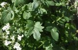 род Valeriana