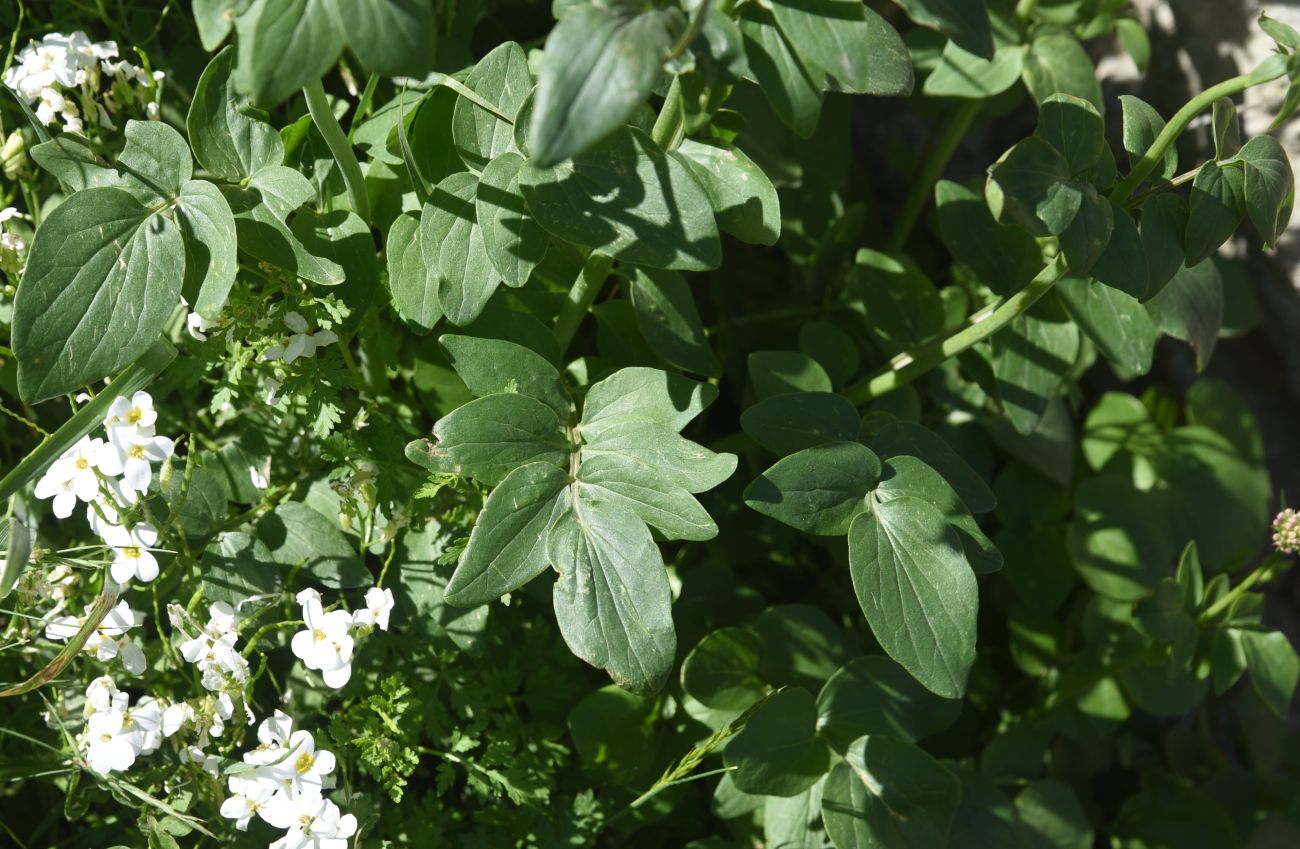 Изображение особи род Valeriana.