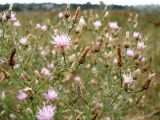 род Centaurea