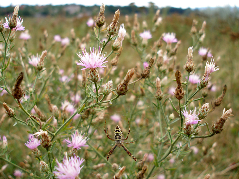 Изображение особи род Centaurea.