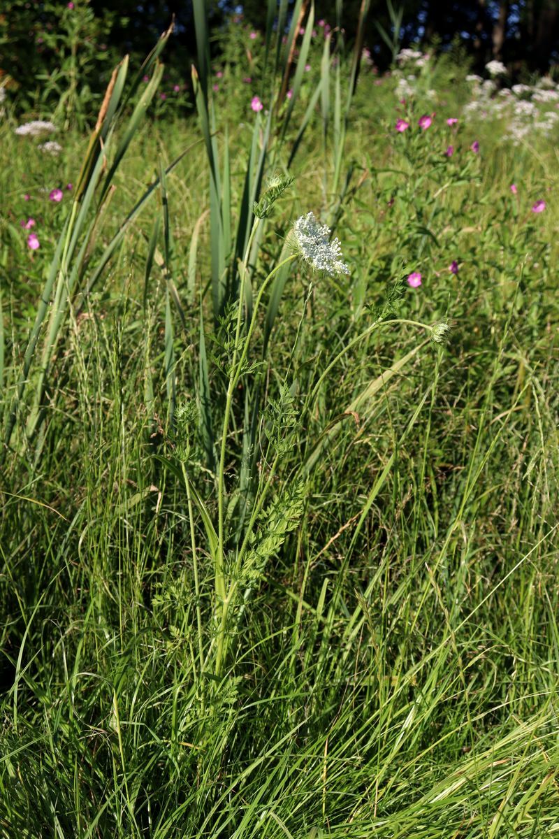 Image of Daucus carota specimen.