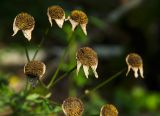 Pyrethrum corymbosum