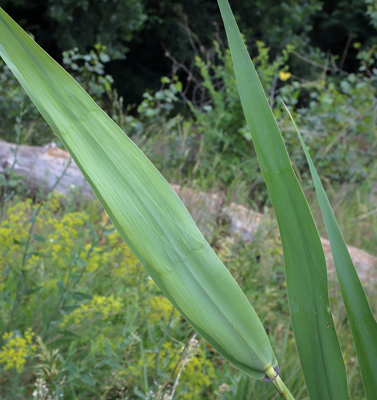 Изображение особи Phragmites altissimus.