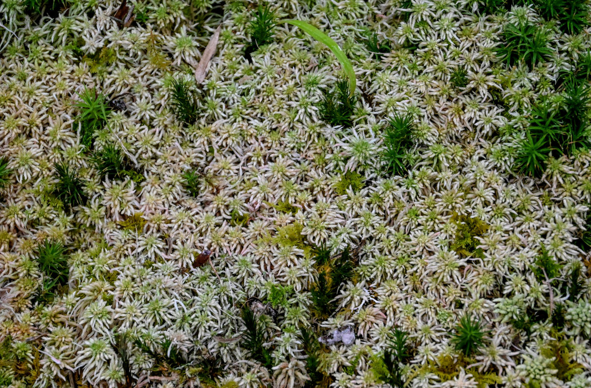 Изображение особи род Sphagnum.