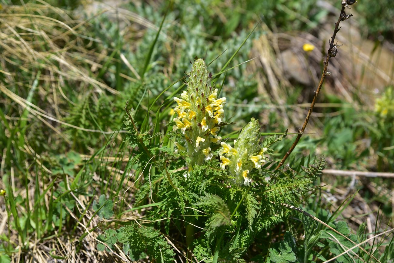 Изображение особи Pedicularis condensata.
