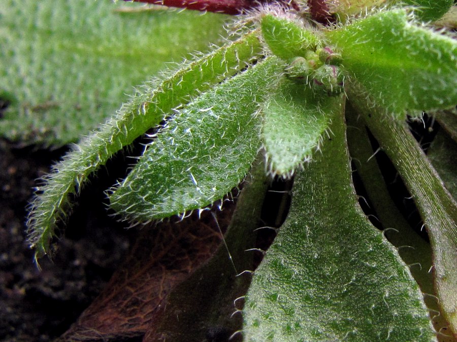 Image of Erophila verna specimen.