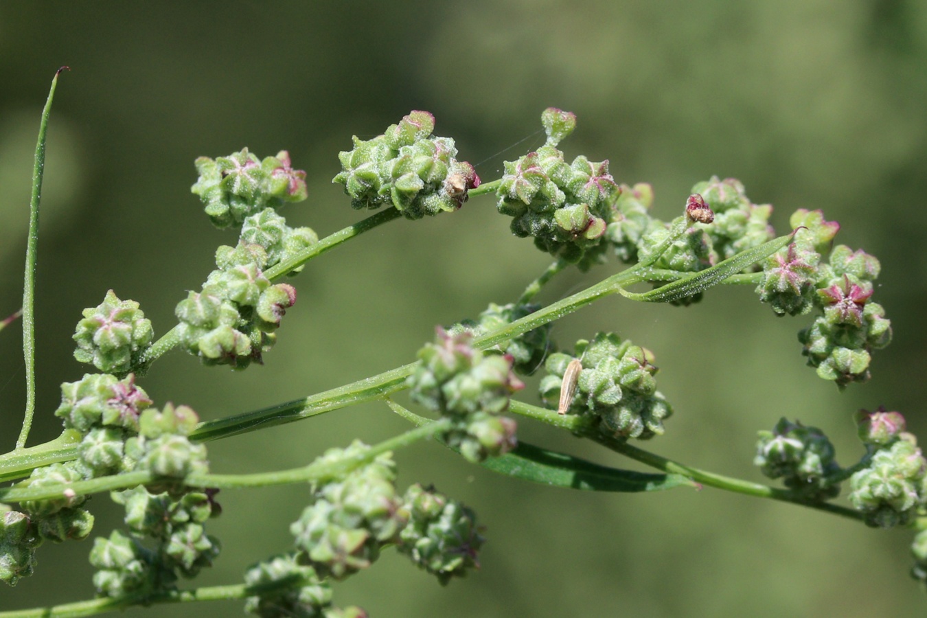 Image of Chenopodium album specimen.