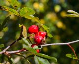 genus Rosa. Часть ветви с соплодием. Пермский край, Добрянский р-н, Краснослудское сельское поселение, окр. дер. Бобки, дол. р. Осиновки, склон задернованной береговой террасы. 15 сентября 2024 г.