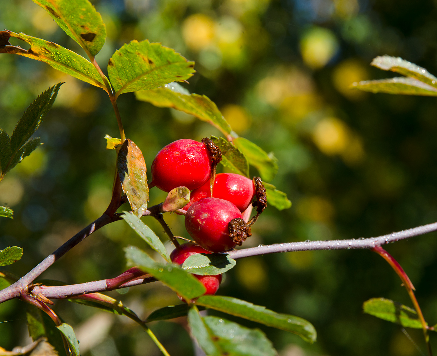 Image of genus Rosa specimen.