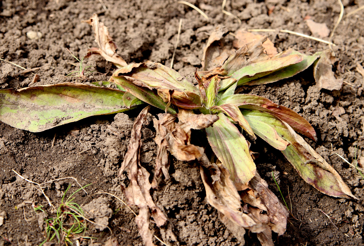 Image of Digitalis grandiflora specimen.