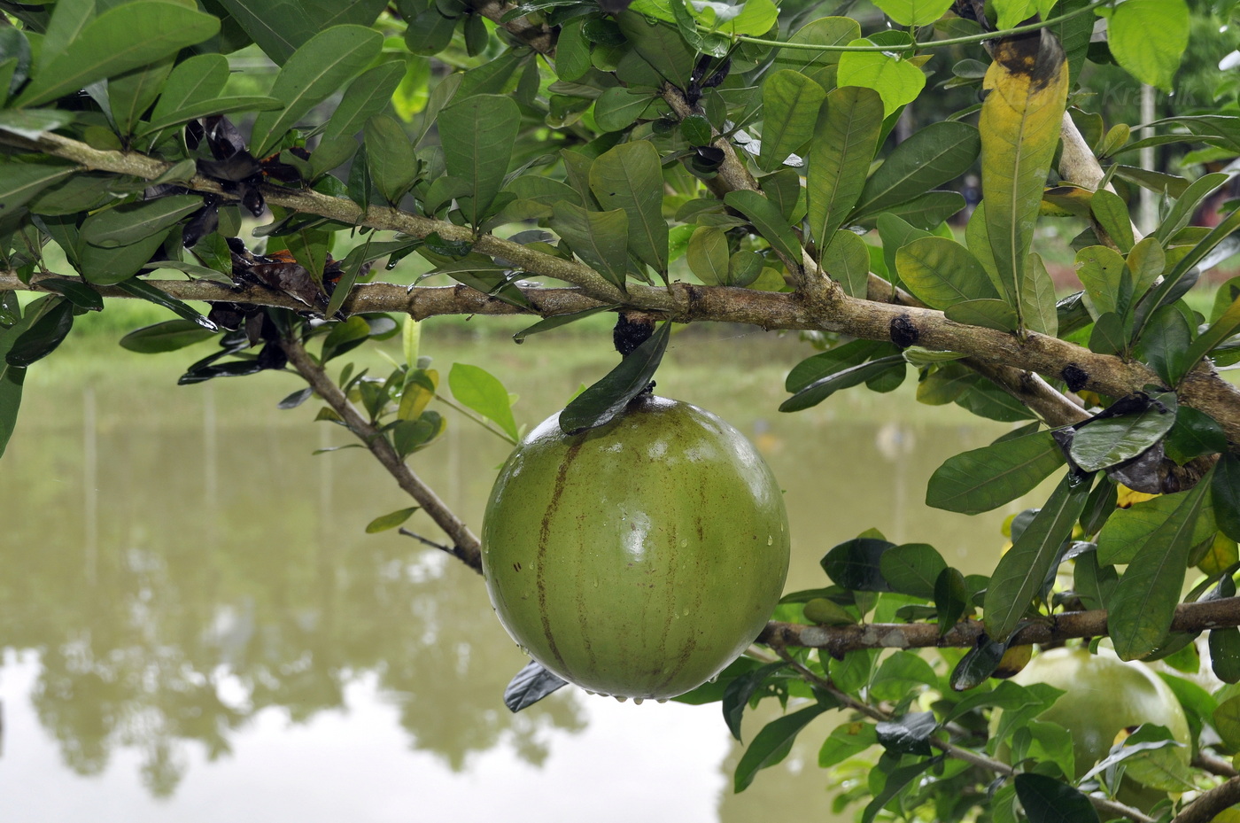 Image of Crescentia cujete specimen.