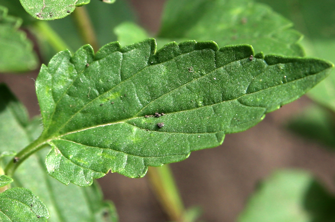 Image of Scutellaria supina specimen.
