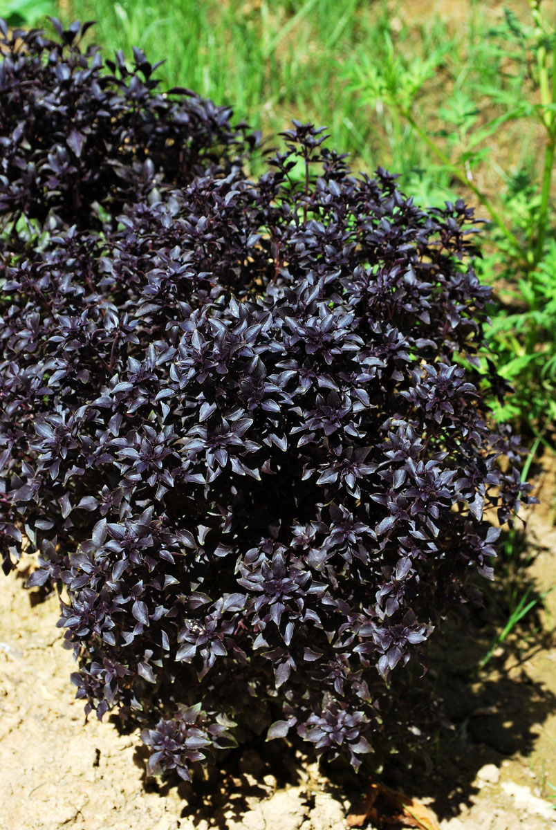 Image of Ocimum basilicum specimen.