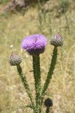 Onopordum carduchorum. Верхушка цветущего растения. Турция, ил Ширнак, окр. устья руч. Гали-Гарах-Мюса, береговая терраса левого берега р. Хабур. 25 мая 2025 г.