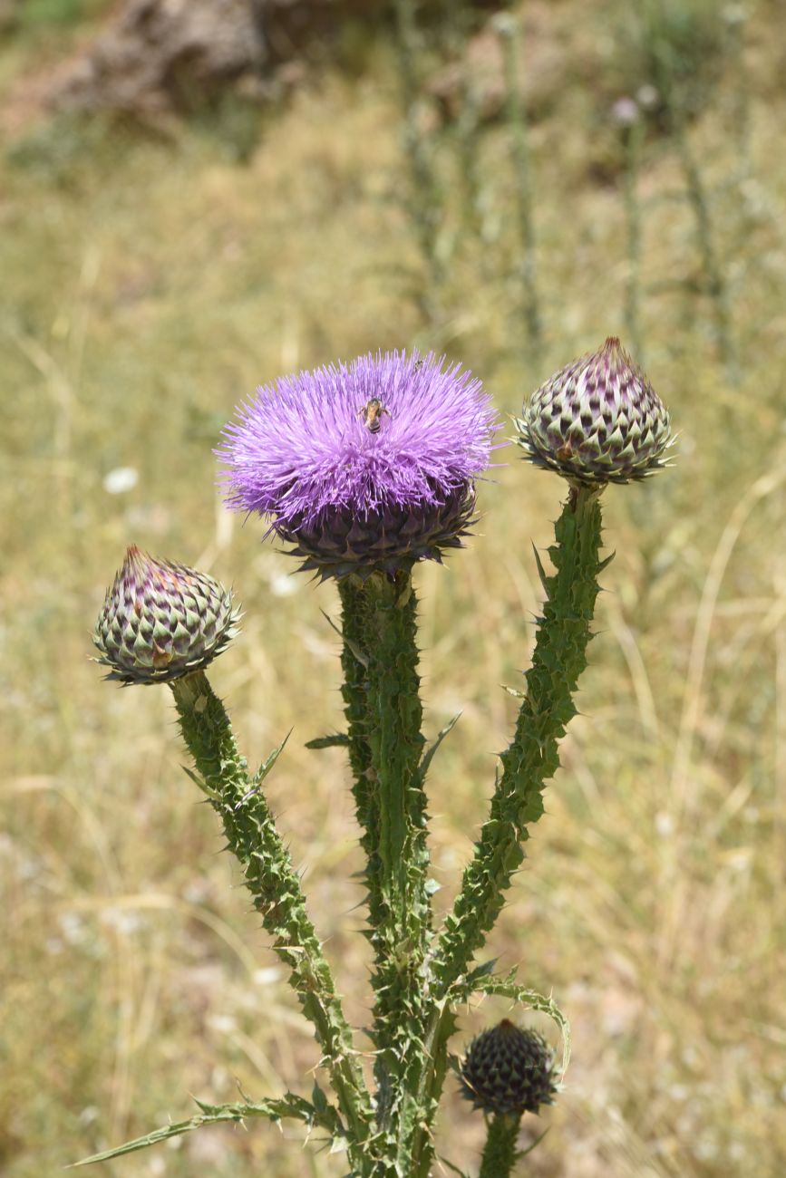 Image of Onopordum carduchorum specimen.