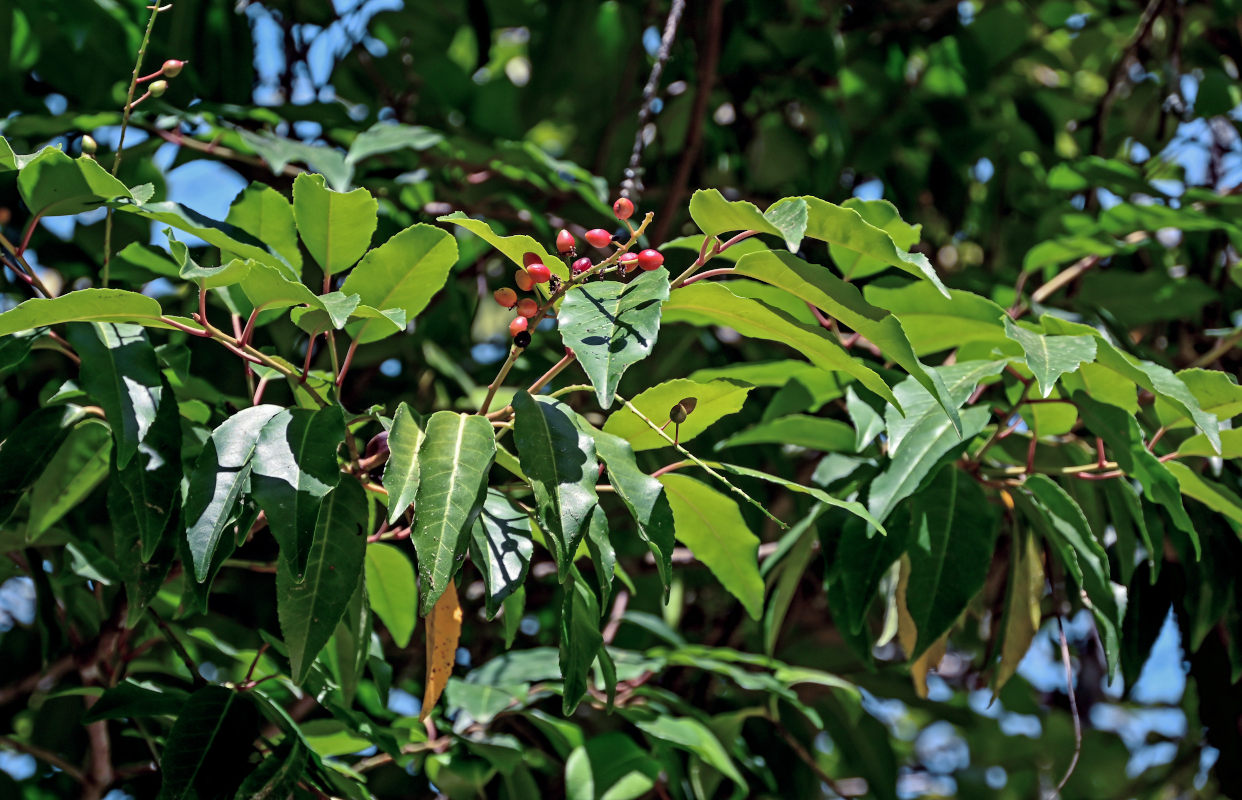 Изображение особи Lauro-cerasus lusitanica.